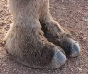 Camel-hoof